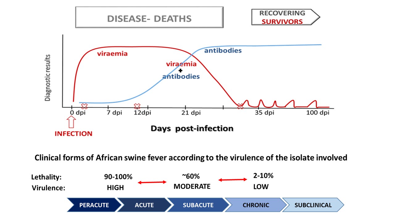 DYNAMIC OF THE INFECTION