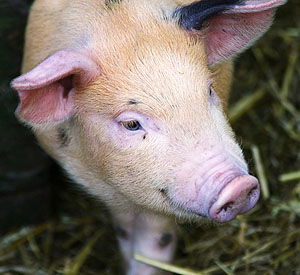 AFRICAN SWINE FEVER. A DIDACTIC APPROACH